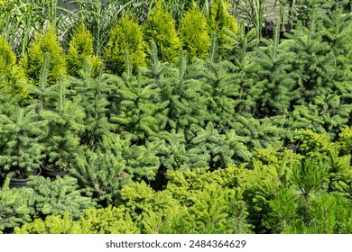 2025年双色球开奖结果查询与最新动态